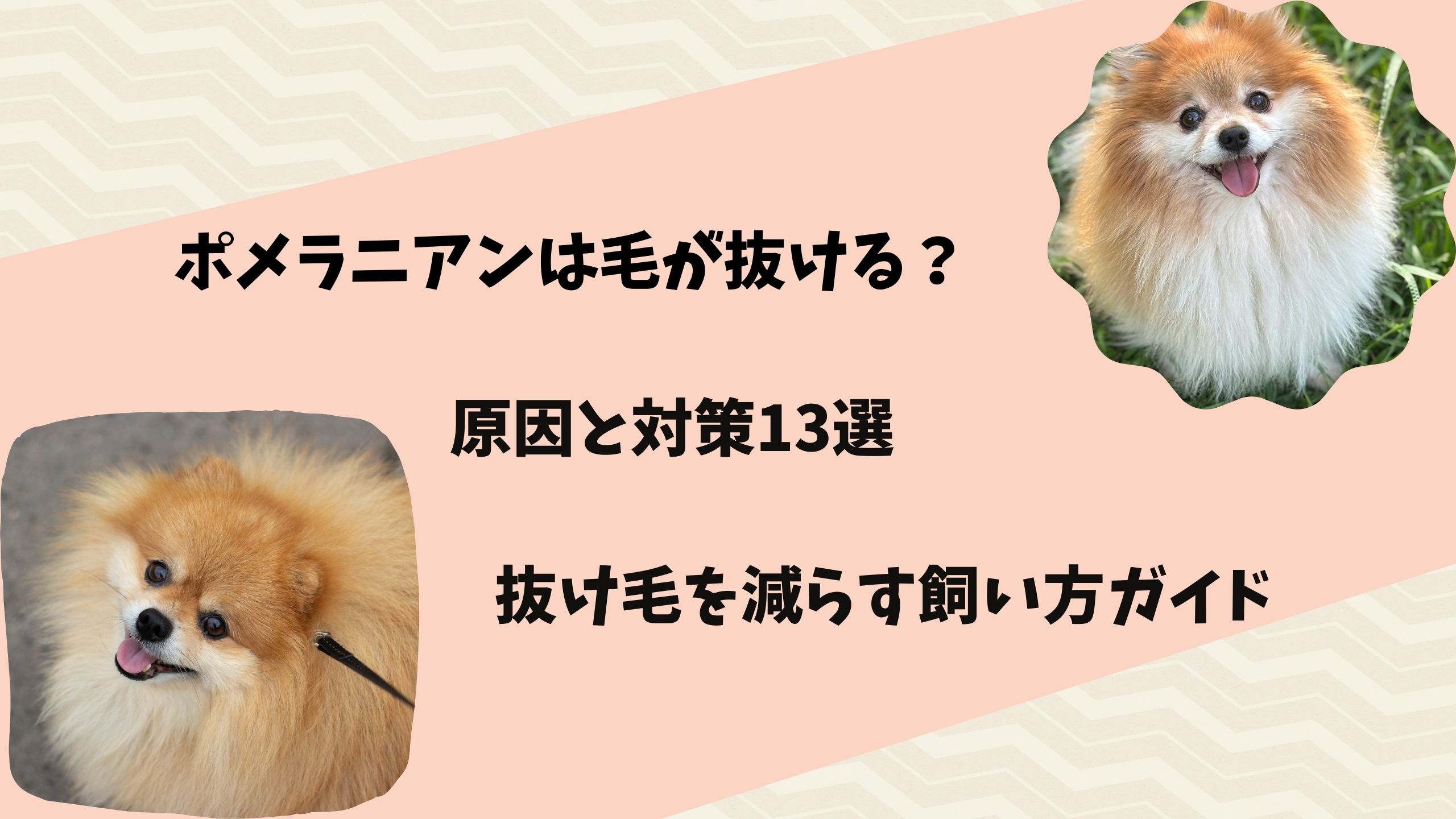 ポメラニアン 毛 が 抜ける