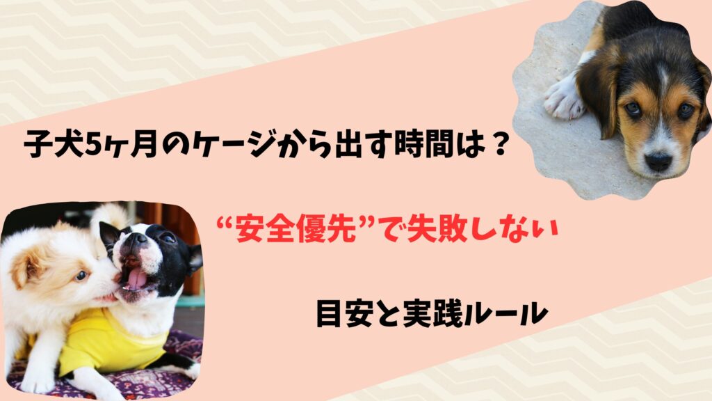 子犬5ヶ月のケージ時間は何時間？出しすぎ・入れっぱなしの目安と 
