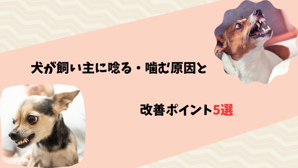犬が飼い主に唸る・噛むのはなぜ？原因と改善ポイント5選 - mofmof LIFE