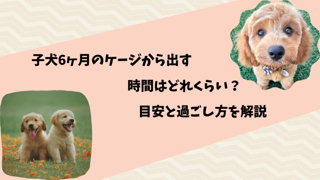 子犬6ヶ月のケージから出す時間はどれくらい？目安と過ごし方を解説 